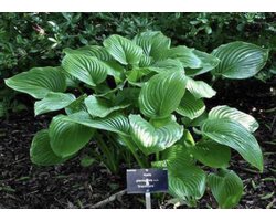 6 x Hosta plantaginea 'Grandiflora' - HARTLELIE, FUNKIA - pot 9 x 9 cm
