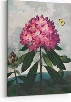 Schilderij op Canvas - 45 x 60 cm - Pontische rododendron - Bloemen en Planten - Robert John Thornton - Wanddecoratie - Muurdecoratie - Slaapkamer - Woonkamer