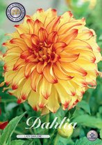 3 x Dahlia | Lady Darlene