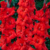 Gladiool Magma® | 10 stuks | Snijbloem | Rood | Top kwaliteit Gladiolen knollen | Zwaardlelie