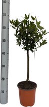 Kamerplant van Botanicly – Laurier – Hoogte: 60 cm – Laurus