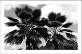 Walljar - Grote Bladeren Palmbomen - Zwart wit poster