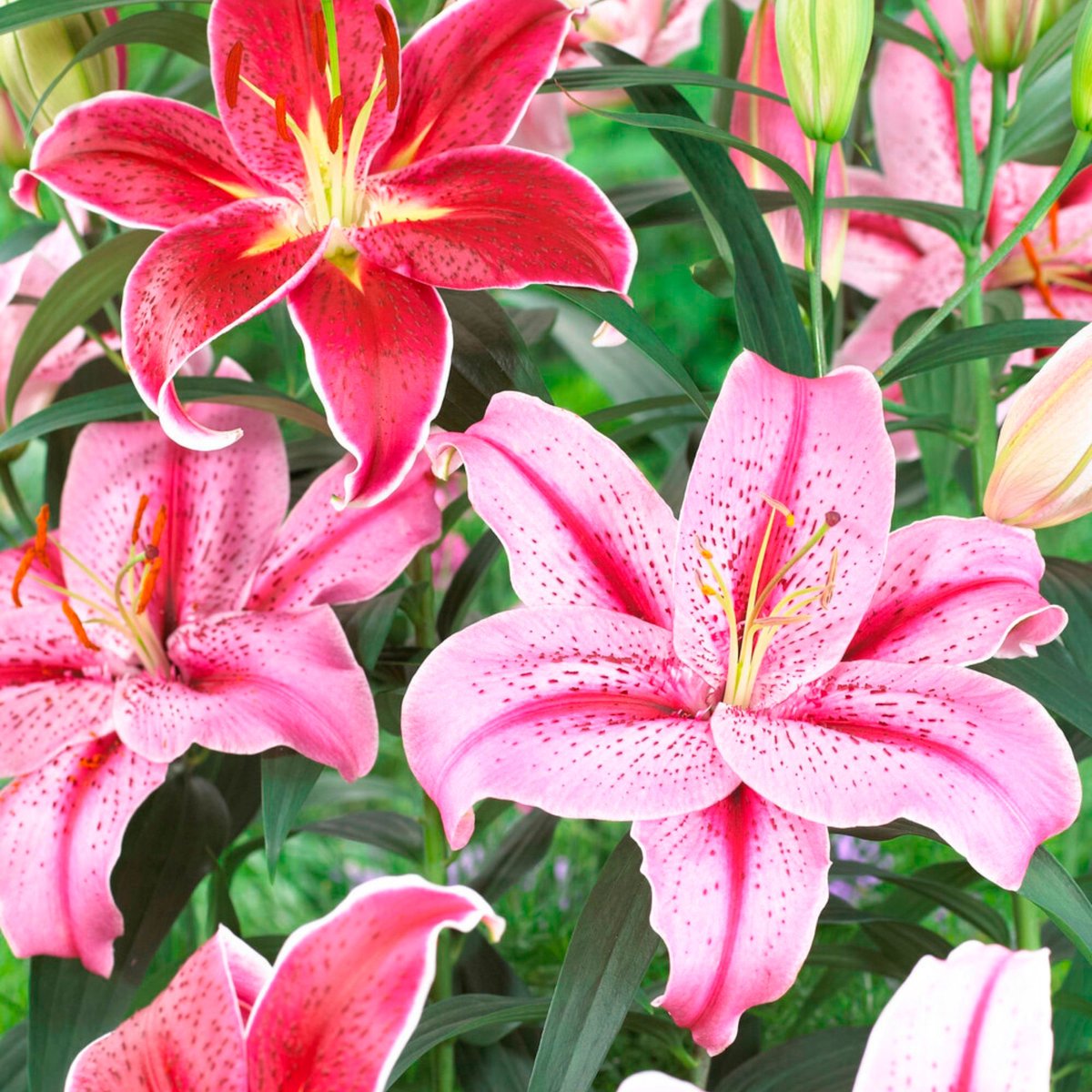 10x Lilium Garden Mix | Fleurs de lys | Couleurs mélangées | Fleurs  estivales | Bulbes... | bol.com