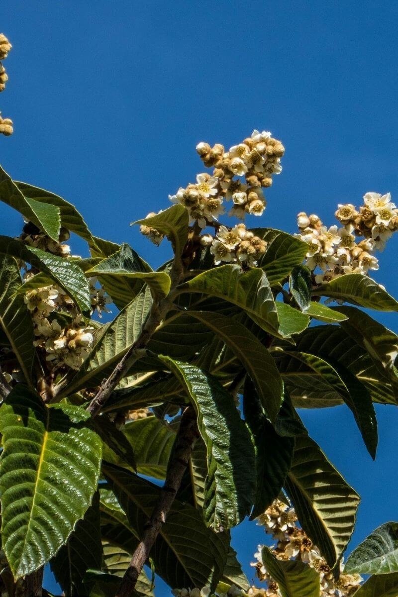 Jonge Japanse Mispel boom Eriobotrya japonica 80100cm hoogte Jonge Japanse Mispel boom Eriobotrya japonica 80100cm hoogte