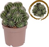 Kamerplant van Botanicly – Parodia Albispinus – Hoogte: 15 cm