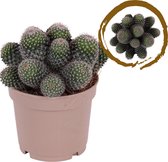 Cactus van Botanicly – Mammilaria Hahniana – Hoogte: 20 cm