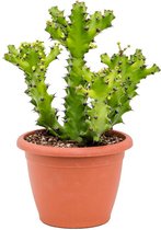 Cactus van Botanicly – Euphorbia Mayuranathanii – Hoogte: 50 cm