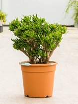 Crassula Ovata Hobbit 70 cm kamerplant