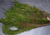 Aarvederkruid (Myriophyllum) - Zuurstofplant - per 5 bundels - Opplanten in kleiige vijveraarde -Wintergroene Vijverplant - Vijverplant- Voor kraakhelder Vijverwater - Vijverplante