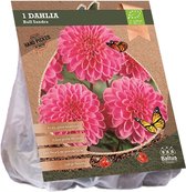 Baltus BIO Dahlia Ball Sandra bloembol per 1 stuks