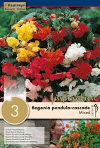 Begonia 'Pendula Cascade Mixed Colours' - zomerbollen