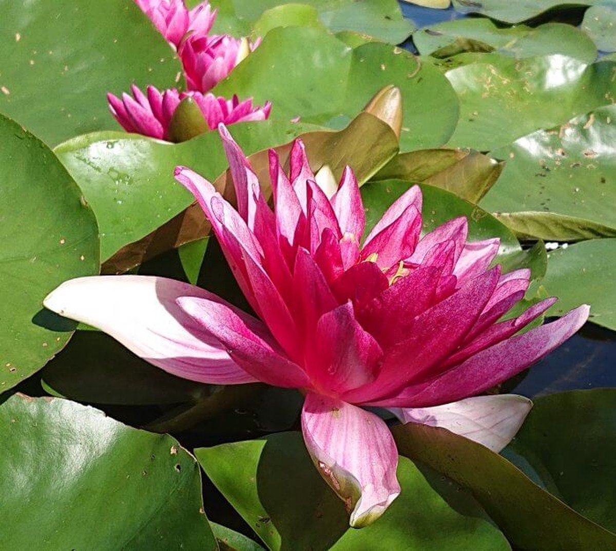 Waterlelie Nymphaea Attraction (rode waterlelie) - Vijverplant- Vijverklaar opgeplant in een mand van 19 x 19 cm - Lang bloeiende, middelgrote, rode waterlelie - Vijverplanten Webshop