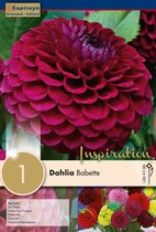 Dahlia 'Babette' - zomerbollen