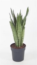 FloriaFor - Sansevieria Zeylanica - - ↨ 65cm - ⌀ 19cm
