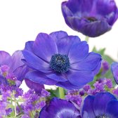 Anemone Mr. Fokker | 25 stuks | Bloembollen | Knol | Snijbloem | winterhard | Blauw | Top Kwaliteit Anemonen Knollen | 100% Bloeigarantie | QFB Gardening
