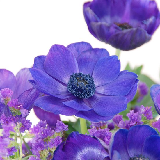 Anemone Mr. Fokker | 25 stuks | Bloembollen | Knol | Snijbloem | verwilderend | winterhard | Blauw | Top Kwaliteit Anemonen Knollen | Bijzondere Zomerbloeier