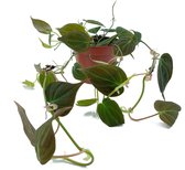 SIMPLYBLOOM.EU - Philodendron Scandens/ Hederaceum Micans