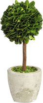 Buxusball on stem in pot green s 10x24cm