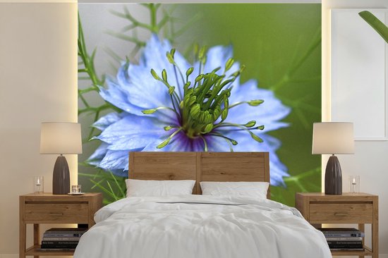 Papier peint photo en vinyle - Une nigelle bleu clair en fleur largeur 240 cm x hauteur 240 cm - Tirage photo sur papier peint (disponible en 7 tailles)