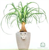 Beaucarnea Recurvata Olifantspoot - kamerplanten - plantje - pot 12 cm - hoogte 33 cm
