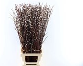 Salix katjes Naturel - Verse Droogbloemen - 80cm - GRATIS BEZORGING