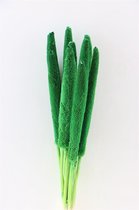 Gedroogd Babala Groen - 10 Stuks - Droogbloemen - Dried Flowers - GRATIS VERZENDING