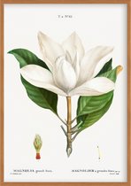 Poster Magnolia - Botanisch - Bloemen en Planten - Pierre Joseph Redouté - 59,4 x 84 cm - A1 - Matte Look - Geschikt om in te lijsten - Wanddecoratie - Muurdecoratie - Slaapkamer