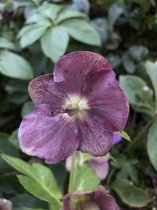 3 x Helleborus orientalis 'Pretty Ellen Purple' -  Nieskruid - winterbloeier in pot 9 x 9 cm