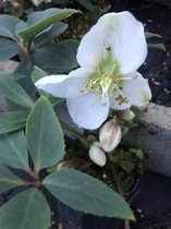 3 x Helleborus ericsmithii 'Anna' - Nieskruid - winterbloeier - pot 9 x 9 cm