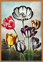 Poster Tulpen - Botanisch - Bloemen en Planten - Robert John Thornton - 59,4 x 84 cm - A1 - Matte Look - Geschikt om in te lijsten - Wanddecoratie - Muurdecoratie - Slaapkamer - Wo