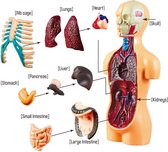 WiseGoods Premium Menselijk Lichaam Model - Anatomie - Schedel - Skelet - Biologie - Educatief Speelgoed - School - Schoolspullen