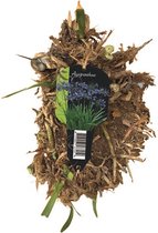 Baltus Agapanthus Donkerblauw bloembol per 1 stuk