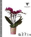 Paarse phalaenopsis orchidee met groene bladeren in een pot met bloemenprint.