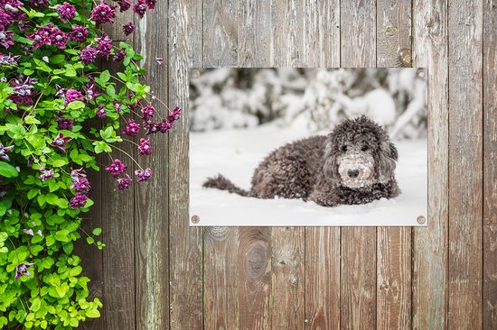Tuinposters buiten Bruine labradoodle hond liggend in de witte sneeuw - 90x60 cm