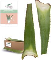Dr. Green® 2x Aloë vera Blad met Handleiding - Voor Huid, Haar, Acne & Meer - Gezicht Masker Maken - Puur Gel en 100% Biologisch