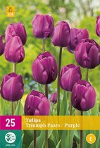 Jub Holland - bloembollen - Tulpen Triumph paars - maat 11/12 - 25 stuks