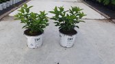 5x Hydrangea Paniculata Litlle lime pluimhortensia - Limekleur