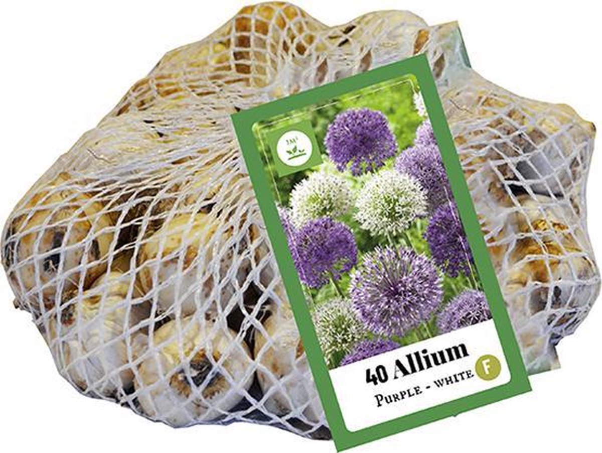 Jub Holland bloembollen - Allium Paars - wit - maat 10-12 - 40 stuks