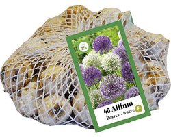 Jub Holland bloembollen - Allium Paars - wit - maat 10-12 - 40 stuks