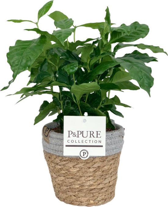 ZynesFlora - Coffea Arabica in Mandje - Kamerplant in pot - Ø 12 cm - ↕ Hoogte: 25 cm – Koffieplant
