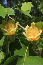 Jonge Amerikaanse Tulpenboom | Liriodendron tulipifera | 100-150cm hoogte