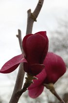 Jonge Beverboom | Magnolia 'Black Tulip' | 100-150cm hoogte
