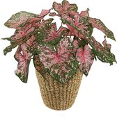 XL Caladium Pink Beauty met mand Jip Naturel ↕60cm - Kamerplant