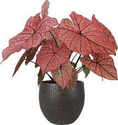 XL Caladium Spring Fling met pot Owen Brown ↕70cm - Kamerplant