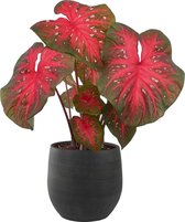 XL Caladium Red Flash met pot Esra Grafiet ↕70cm - Kamerplant