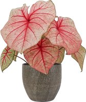 XL Caladium White Queen met pot Emmy Brown ↕60cm - Kamerplant