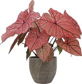 XL Caladium Spring Fling met pot Emmy Brown ↕70cm - Kamerplant