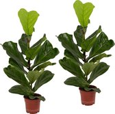 Kamerplanten van Botanicly – 2 × Vioolplant  – Hoogte: 65 cm – Ficus Lyrata