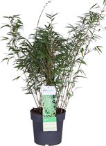 Gras van Botanicly – Fargesia bamboe – Hoogte: 79 cm – Fargesia rufa