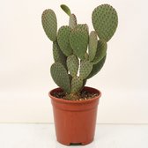 Cactus van Botanicly – Schijfcactus – Hoogte: 40 cm – Opuntia microdasys Albispina